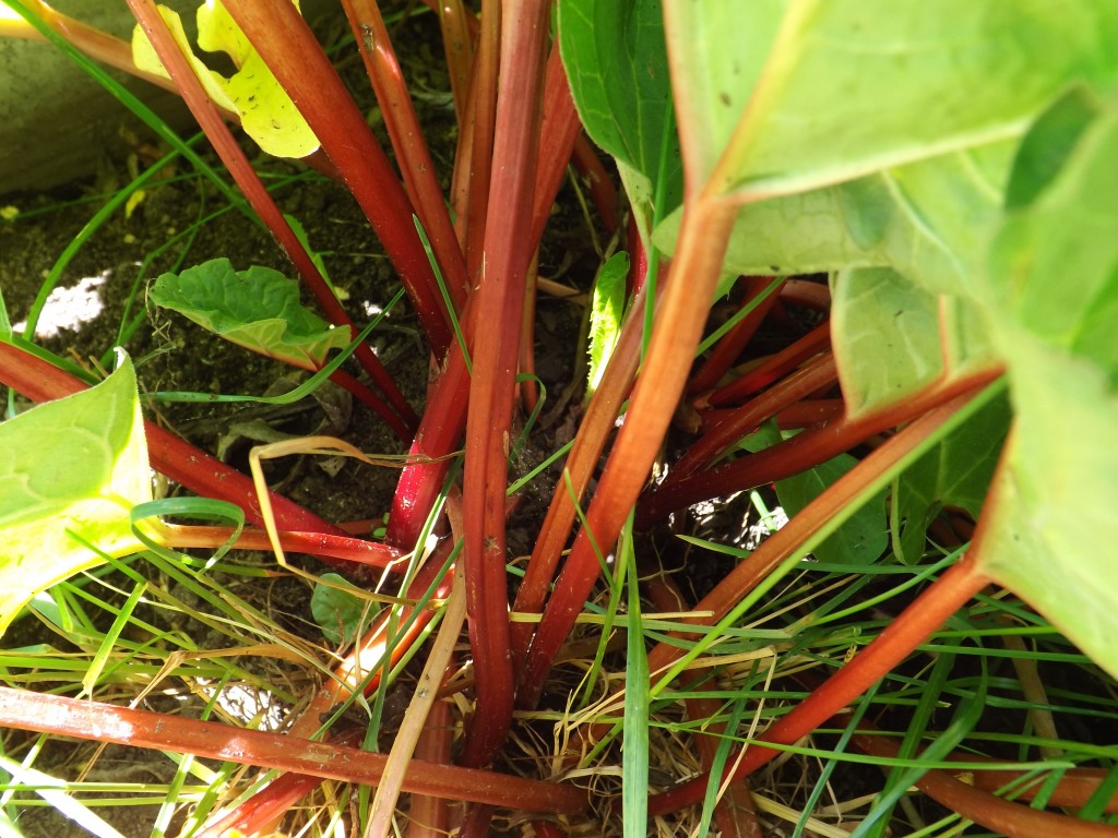 Rhubarb plants