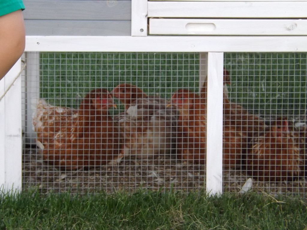 Chickens settling in for movie